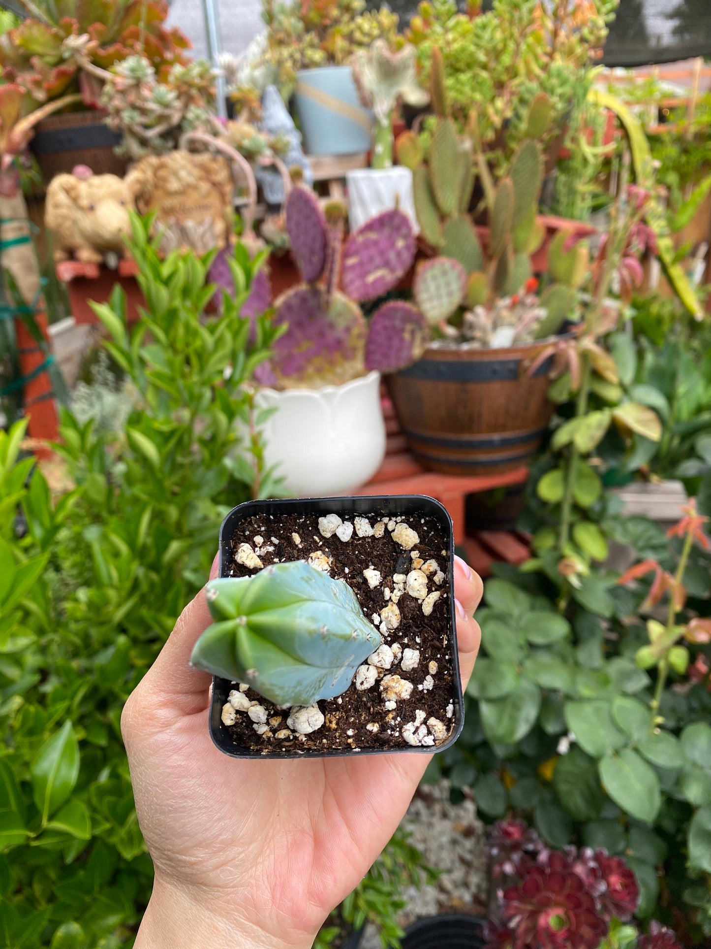 Myrtillocactus geometrizans ‘Blue Candle Cactus’, Live Plant