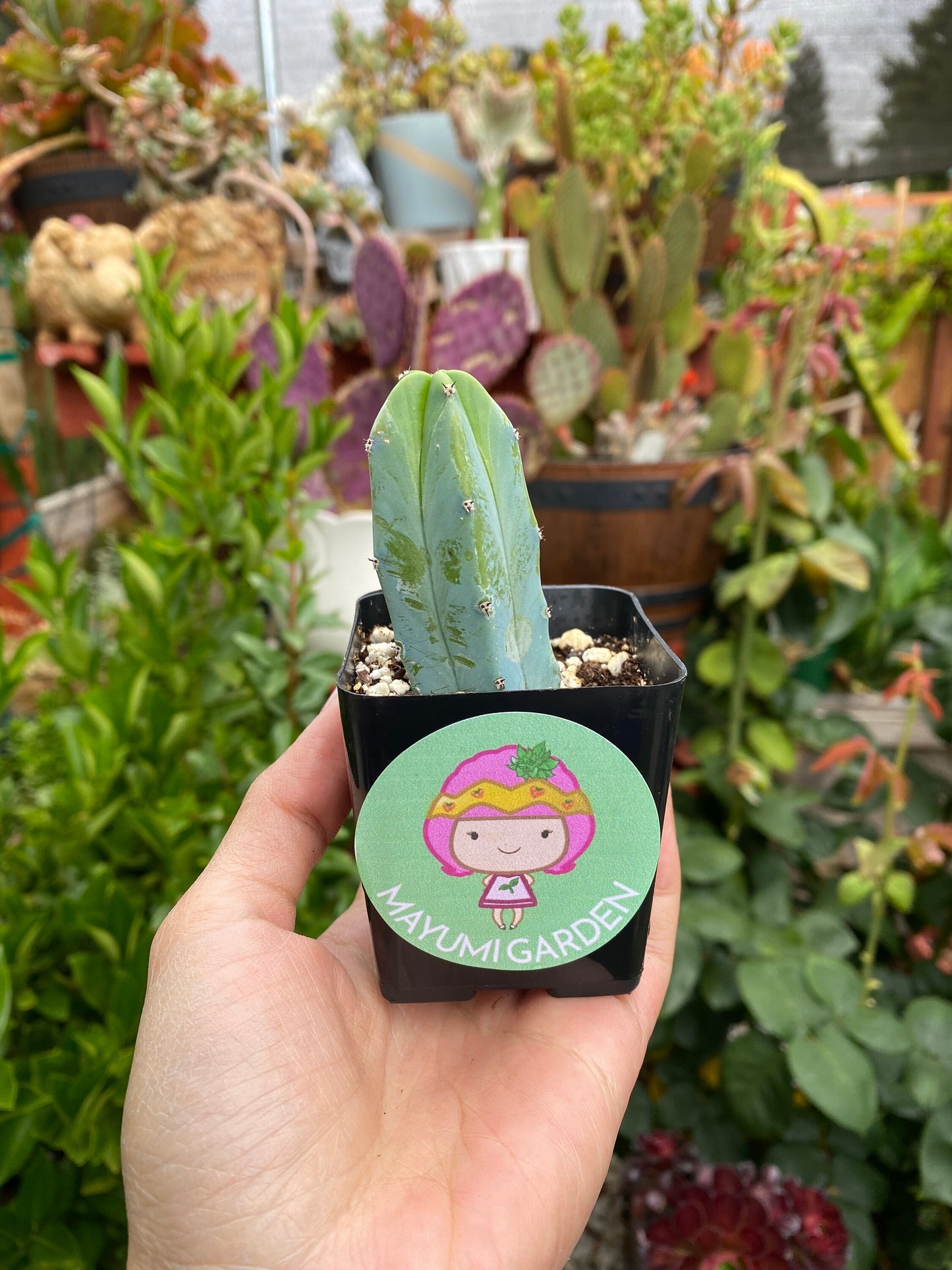 Myrtillocactus geometrizans ‘Blue Candle Cactus’, Live Plant