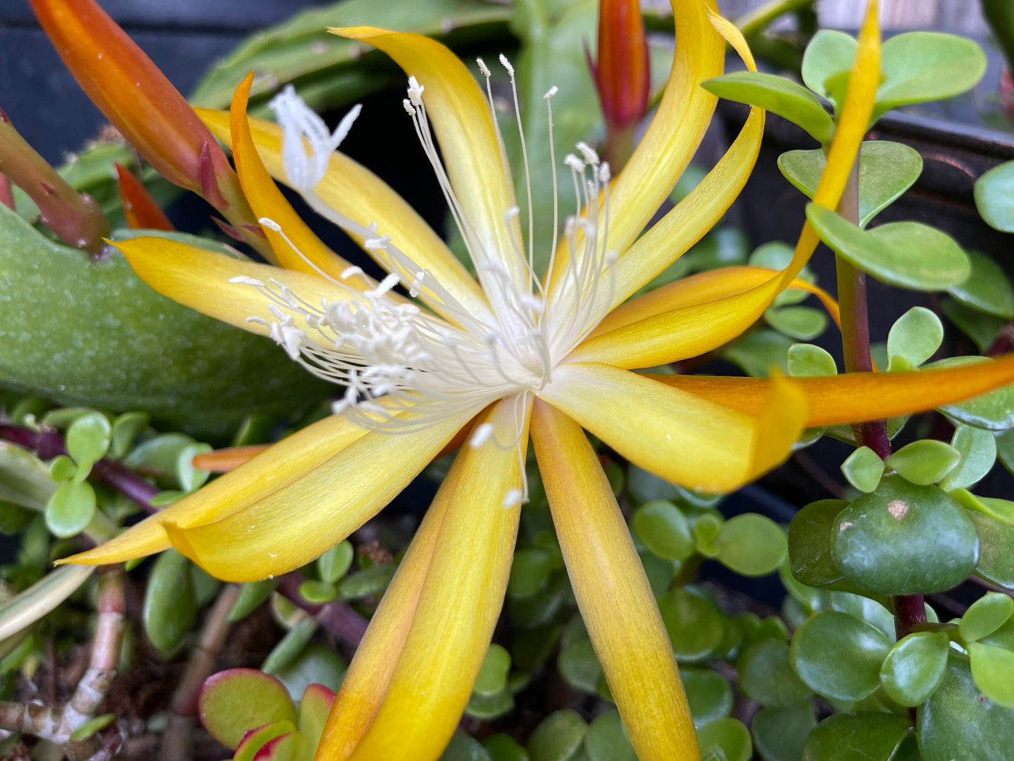 Queen of the night epiphyllum (yellow) cutting 10-12"