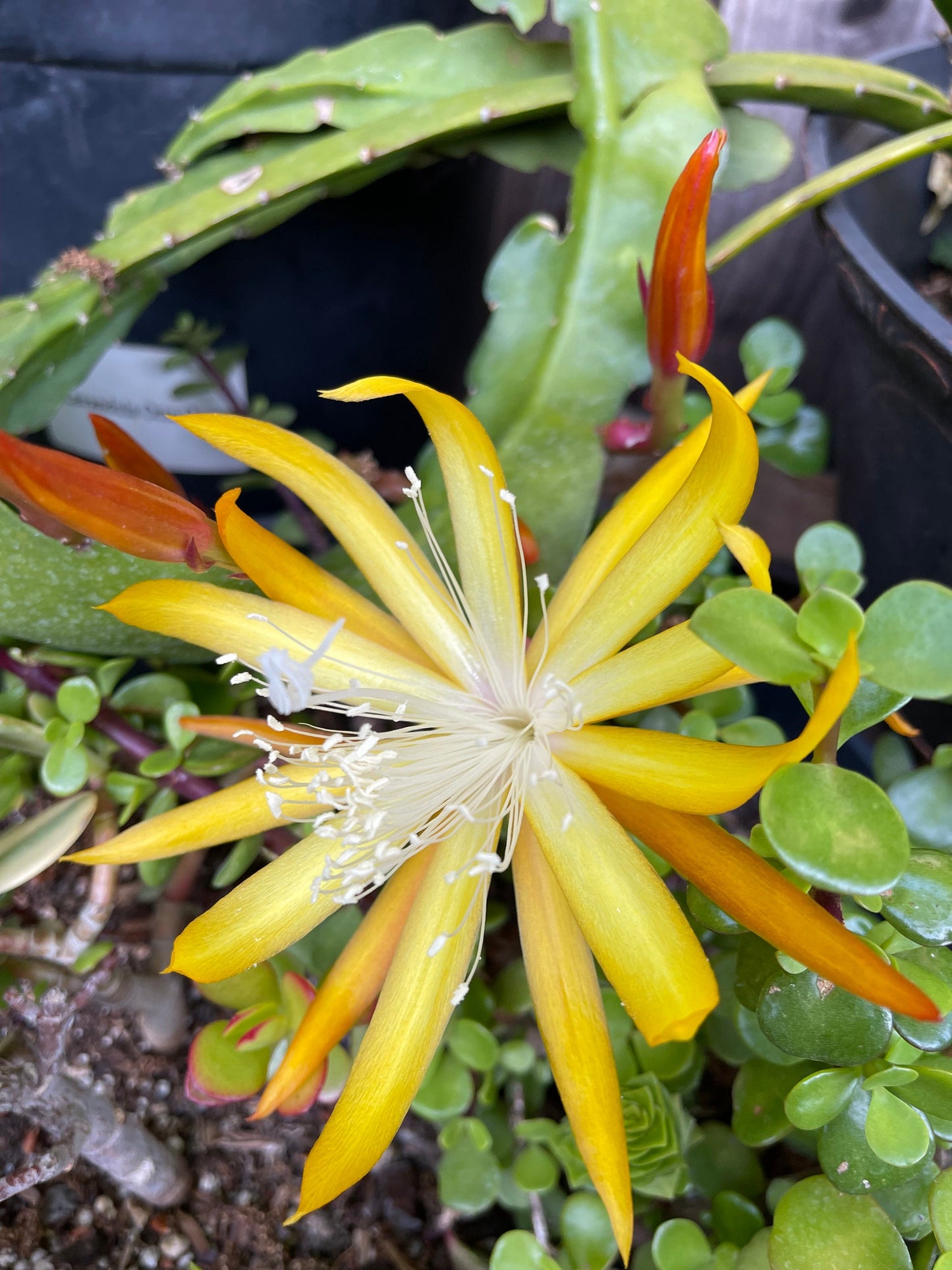 Queen of the night epiphyllum (yellow) cutting 10-12"