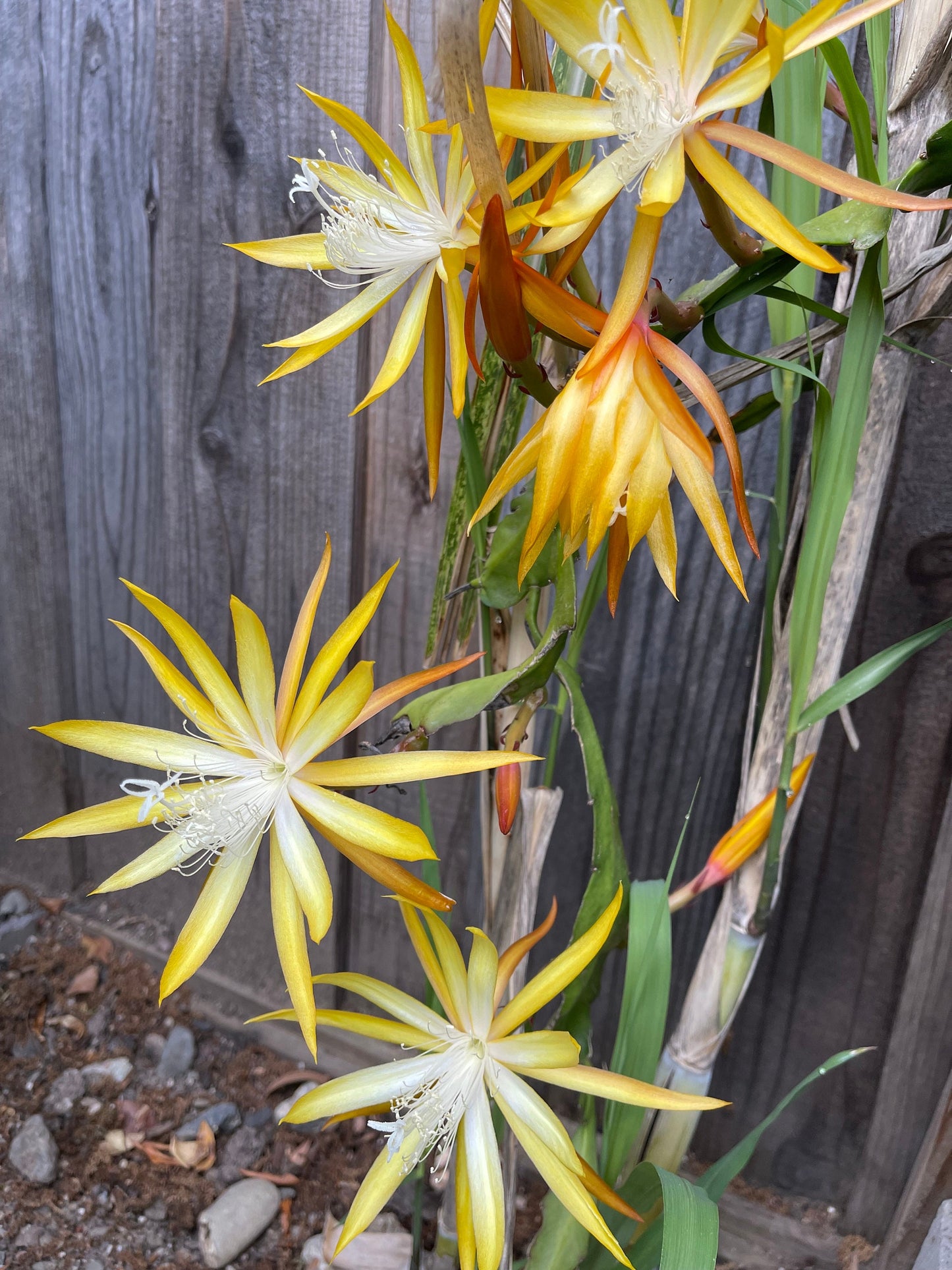 Queen of the night epiphyllum (yellow) cutting 10-12"