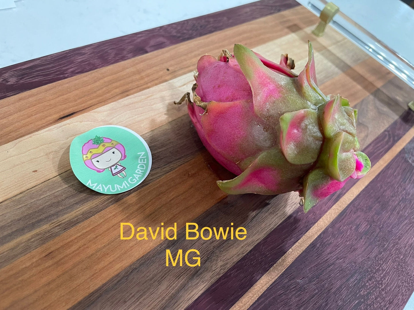 David Bowie dragon fruit cuttings (12" or longer)