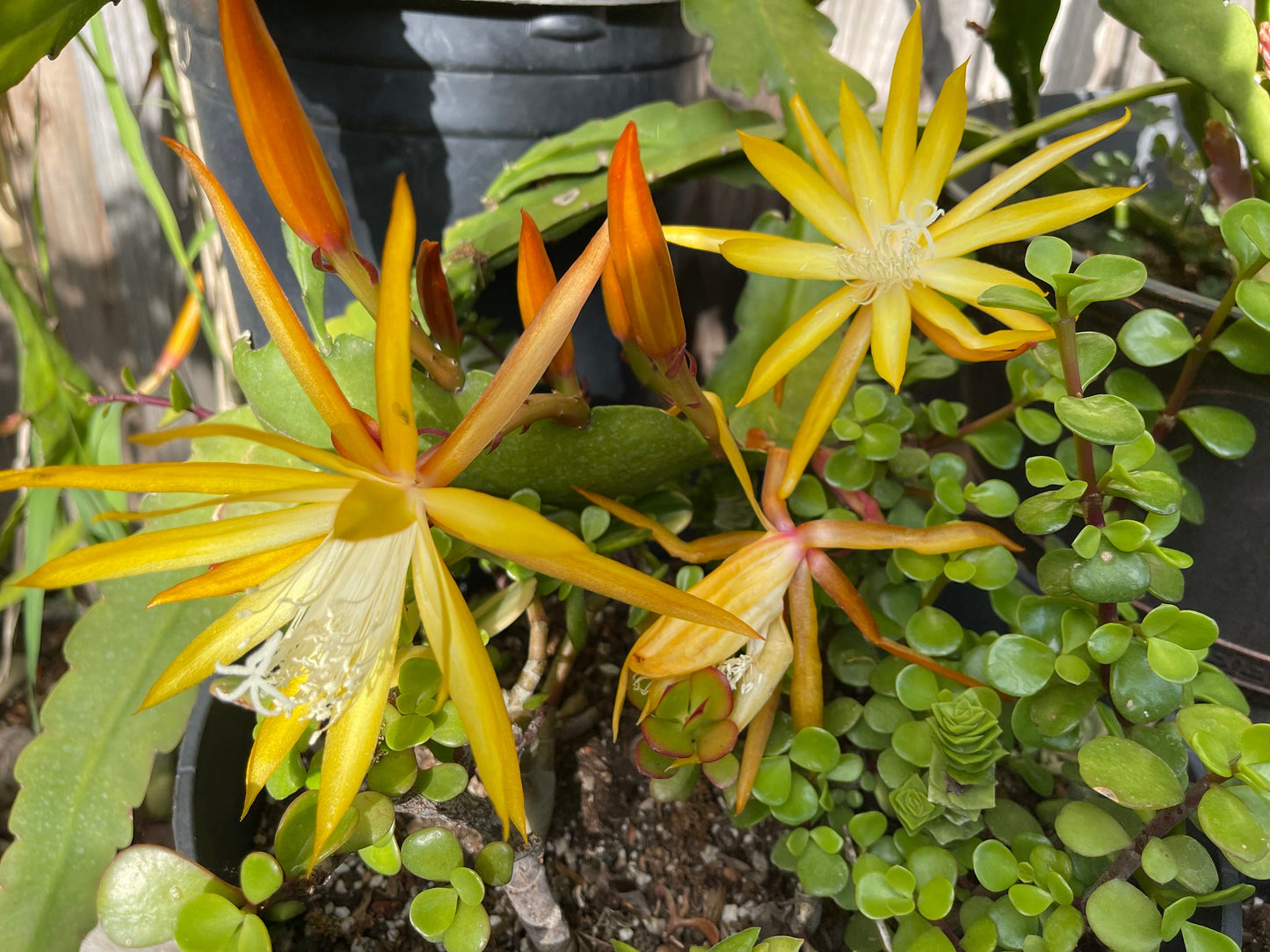 Queen of the night epiphyllum (yellow) cutting 10-12"