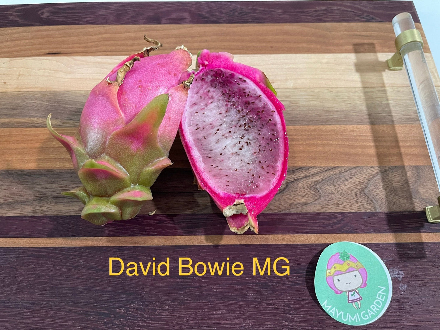 David Bowie dragon fruit cuttings (12" or longer)