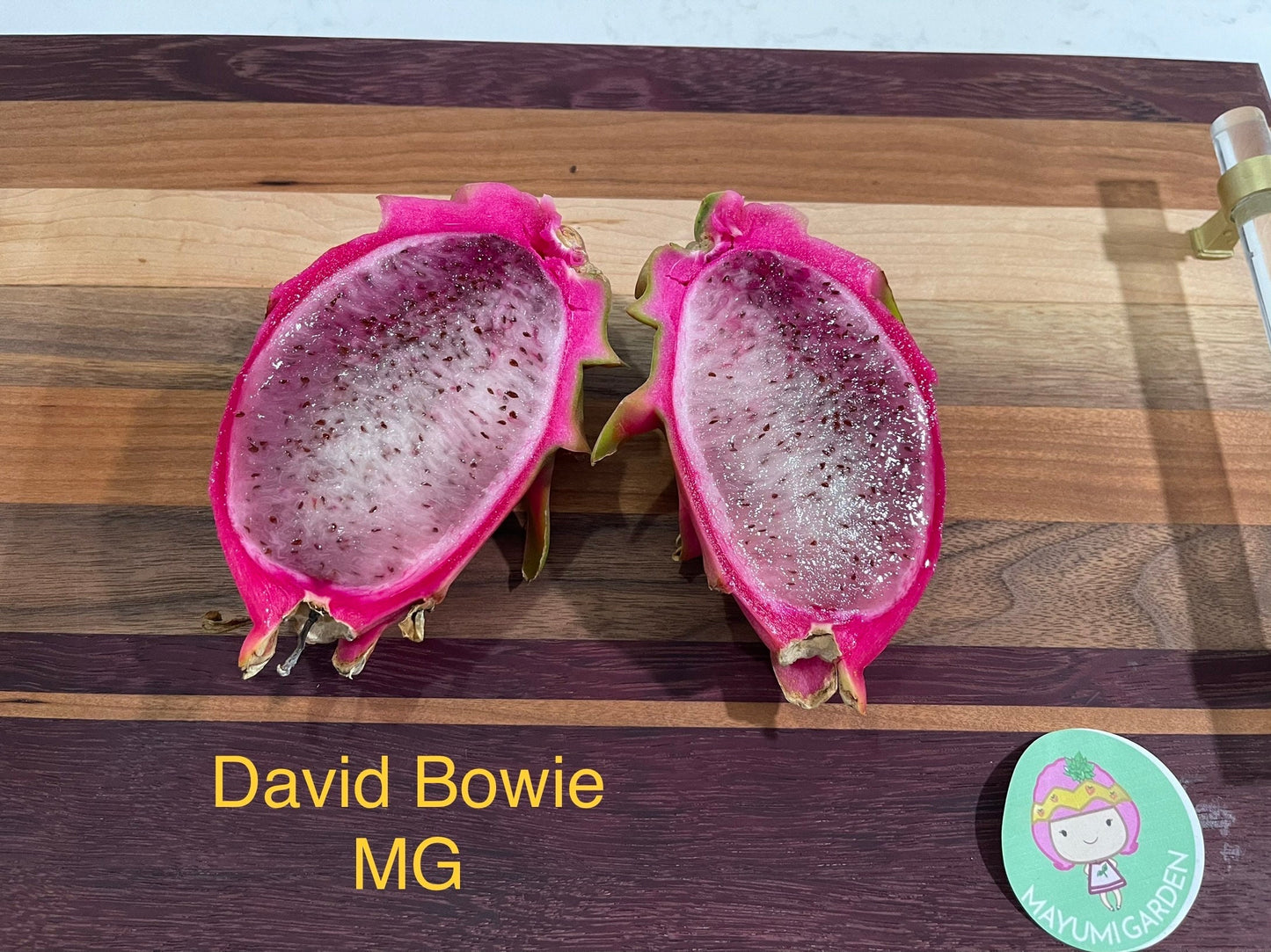 David Bowie dragon fruit cuttings (12" or longer)