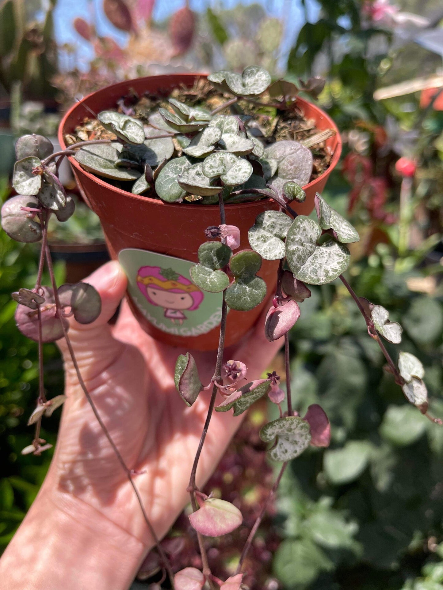 Ceropegia woodii 'String of hearts', Silver Glory