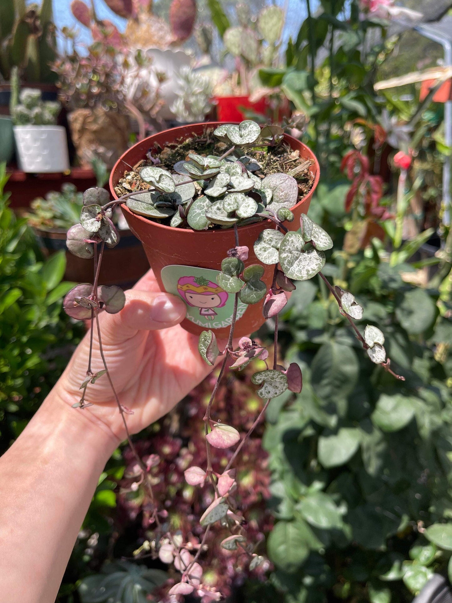 Ceropegia woodii 'String of hearts', Silver Glory
