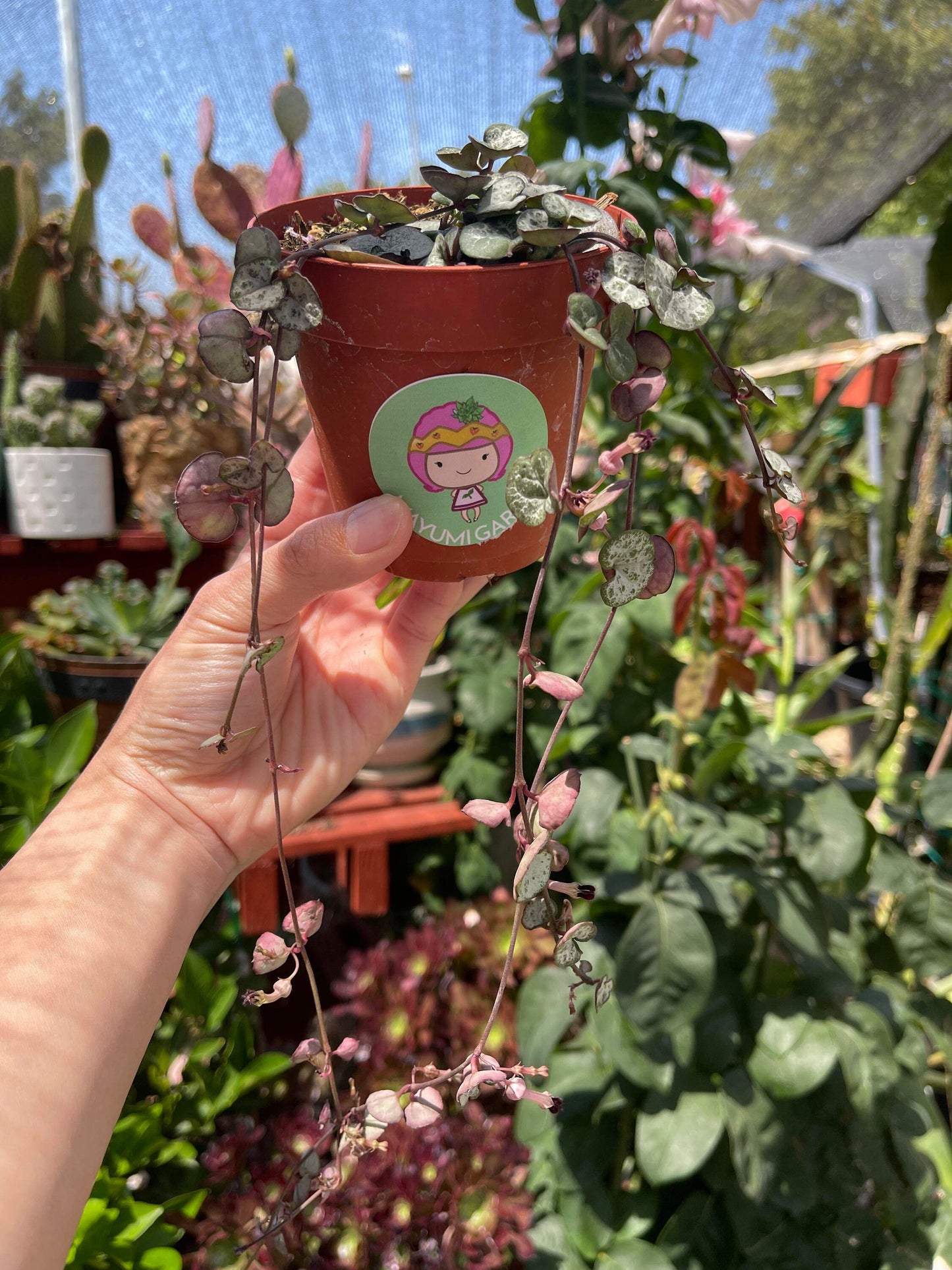 Ceropegia woodii 'String of hearts', Silver Glory