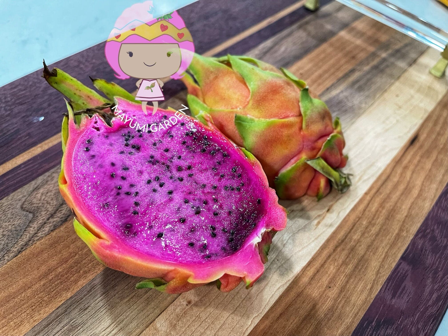 Connie Gee (Don Burnett hybrid) dragon fruit cuttings (12" or longer)