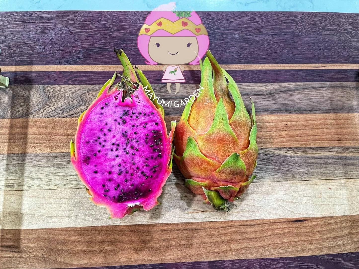 Connie Gee (Don Burnett hybrid) dragon fruit cuttings (12" or longer)