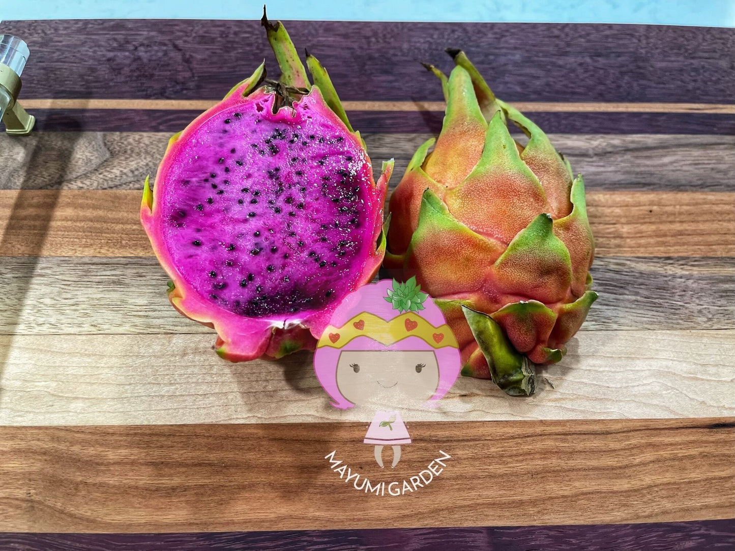 Connie Gee (Don Burnett hybrid) dragon fruit cuttings (12" or longer)