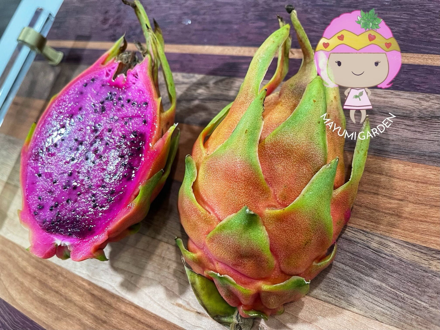Connie Gee (Don Burnett hybrid) dragon fruit cuttings (12" or longer)
