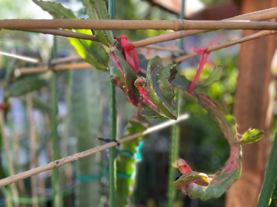 Rare Pink/Red Chimera dragon cutting