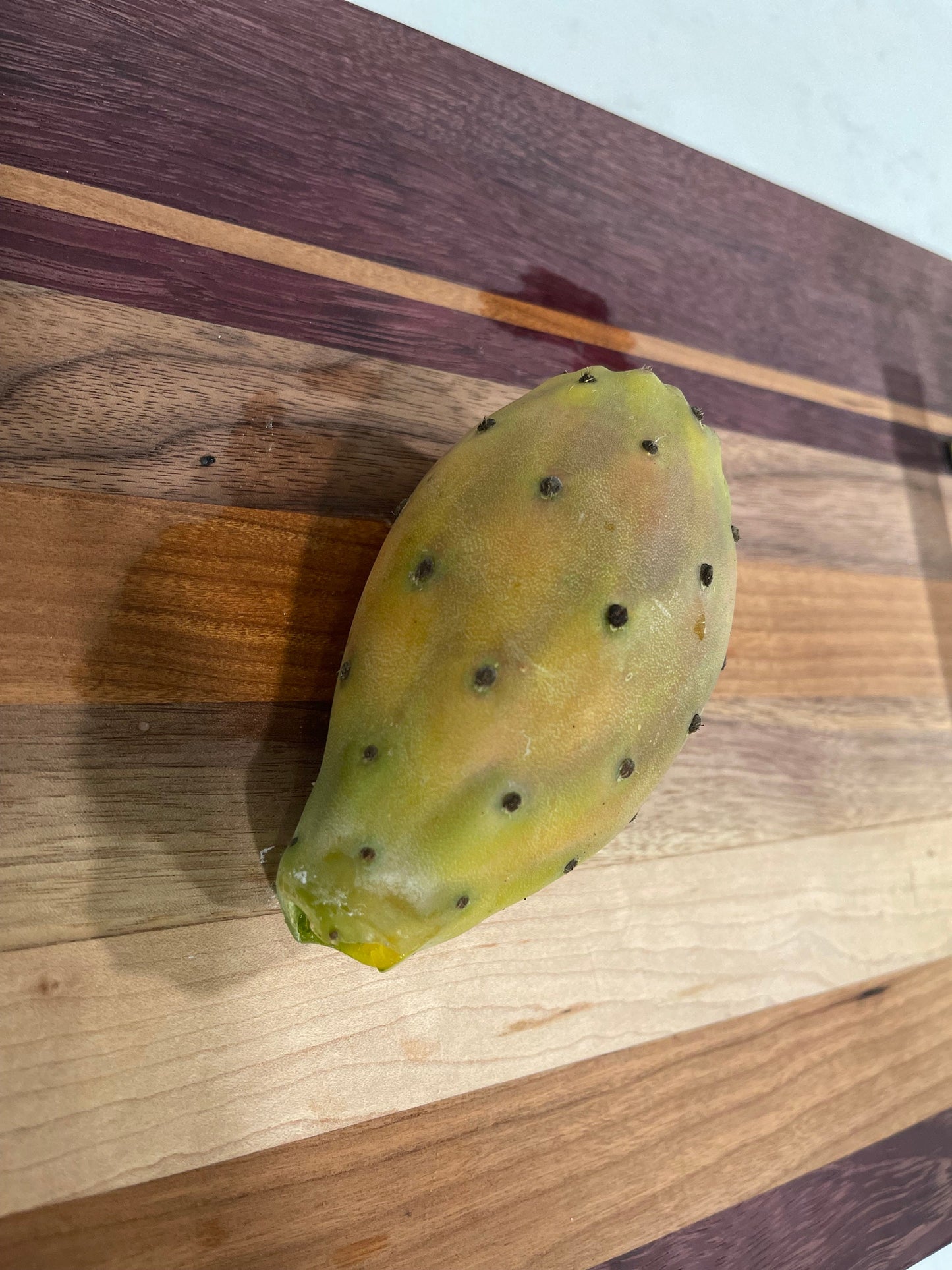 Opuntia ficus indica prickly pear cactus, Spineless/Barbary Fig, pad cutting