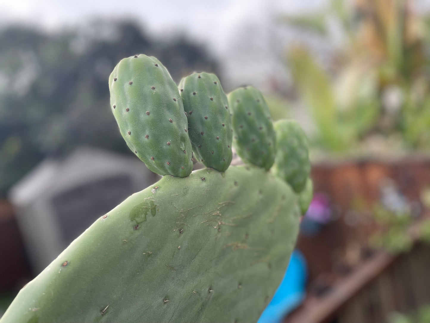 Opuntia ficus indica prickly pear cactus, Spineless/Barbary Fig, pad cutting