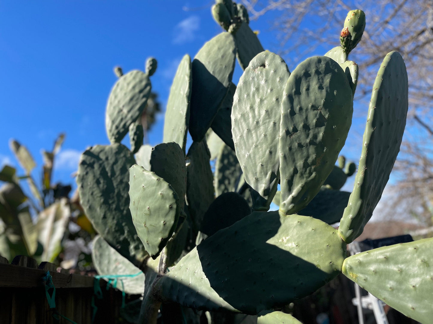 Opuntia ficus indica prickly pear cactus, Spineless/Barbary Fig, pad cutting
