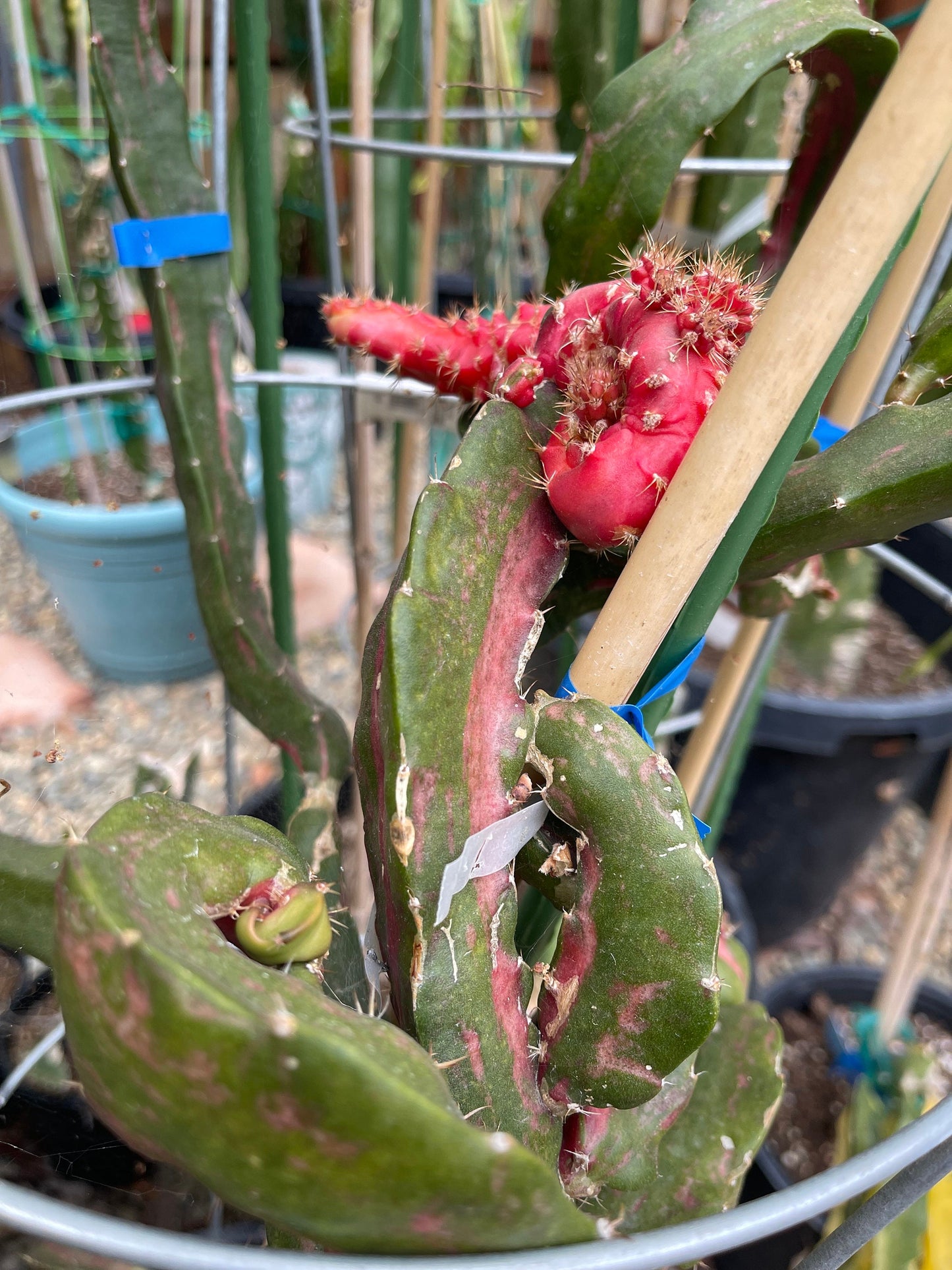 Rare Pink/Red Chimera dragon cutting