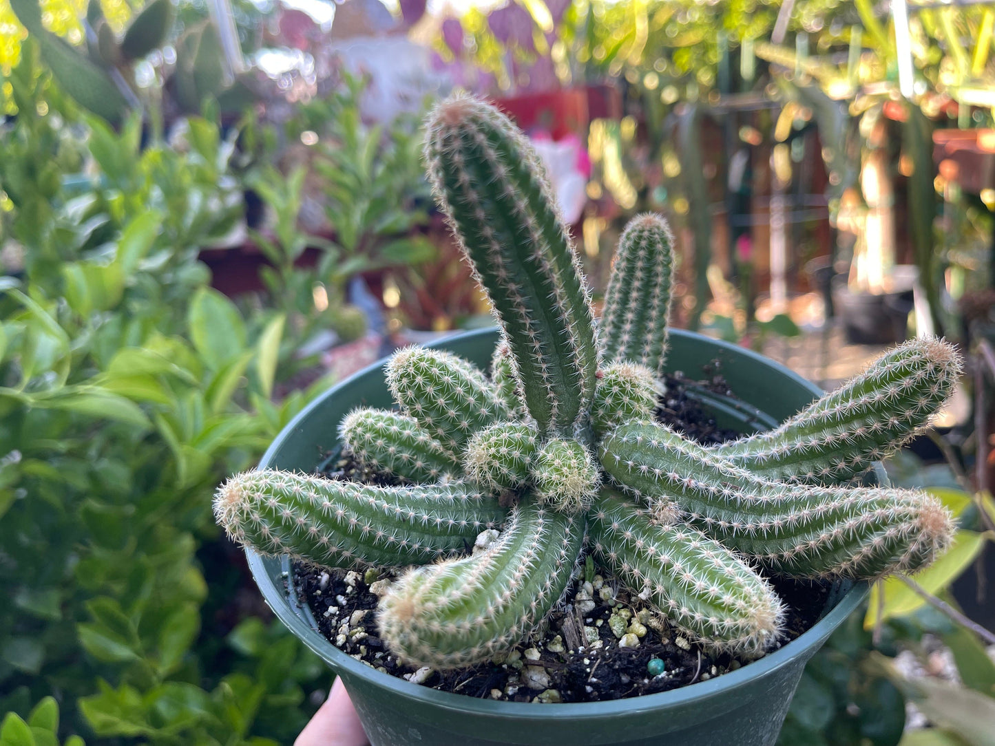 Chamaecereus silvestrii (Echinopsis chama) Peanut cactus in 6" pot, Live plant