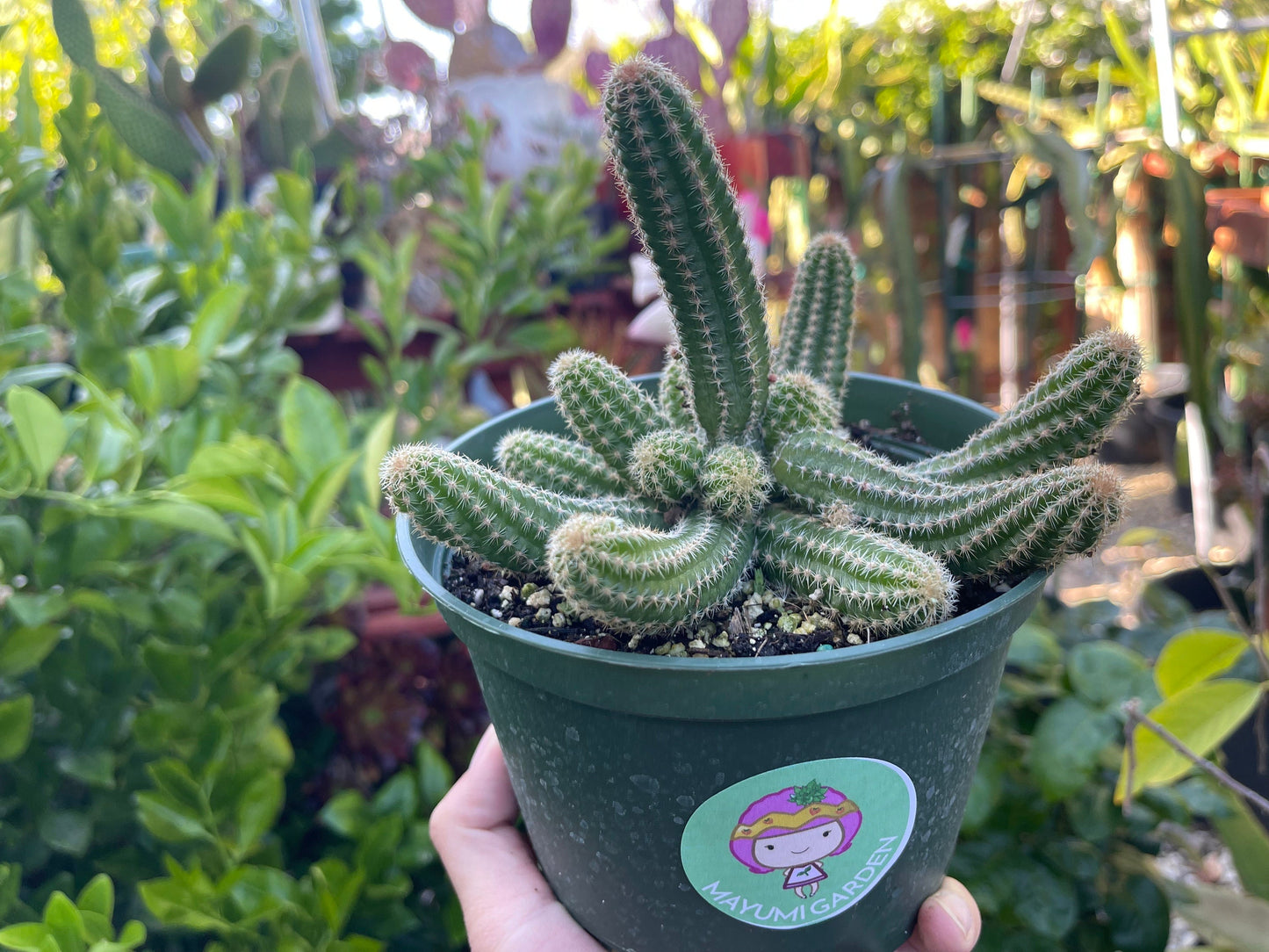 Chamaecereus silvestrii (Echinopsis chama) Peanut cactus in 6" pot, Live plant