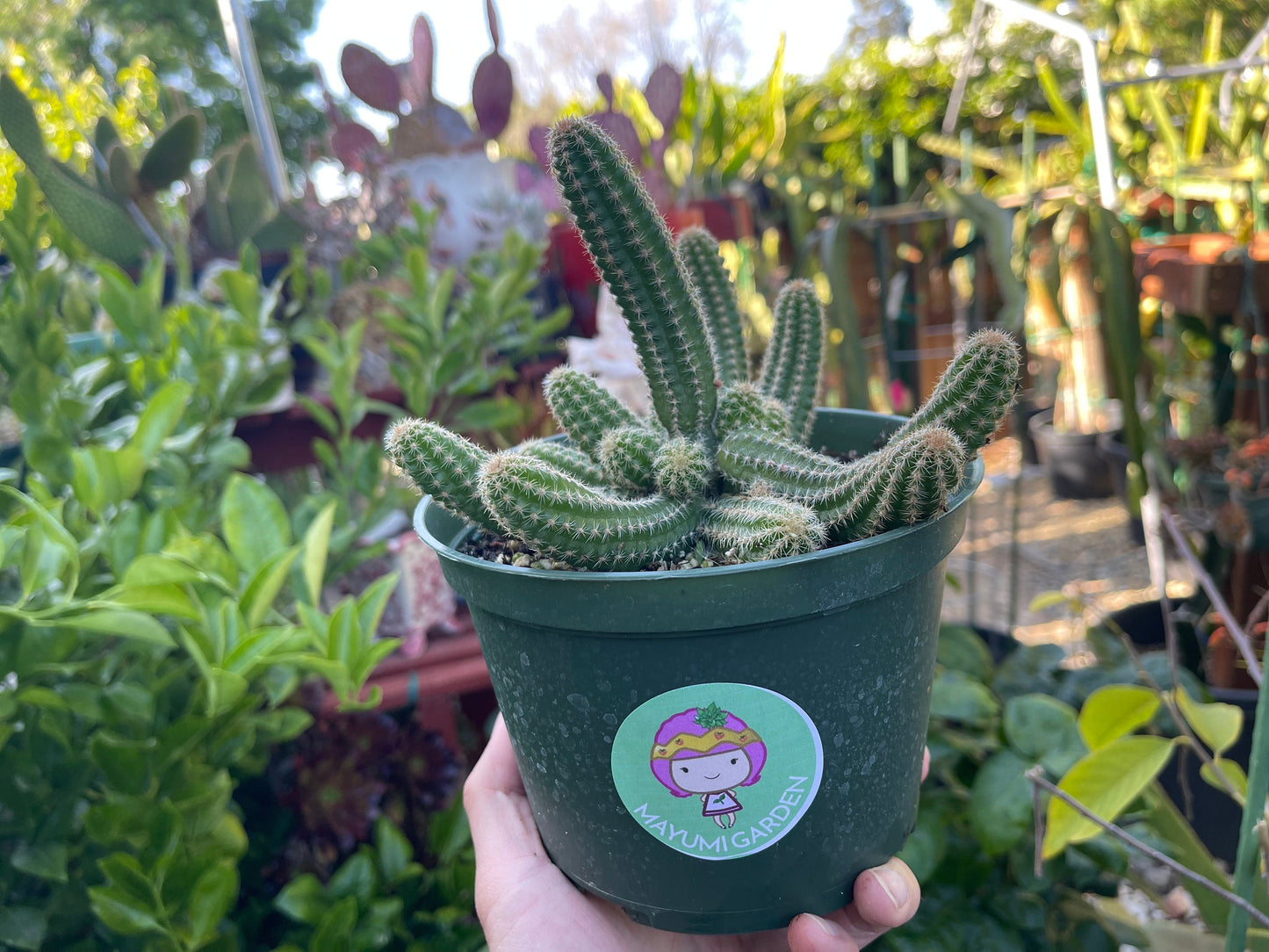 Chamaecereus silvestrii (Echinopsis chama) Peanut cactus in 6" pot, Live plant