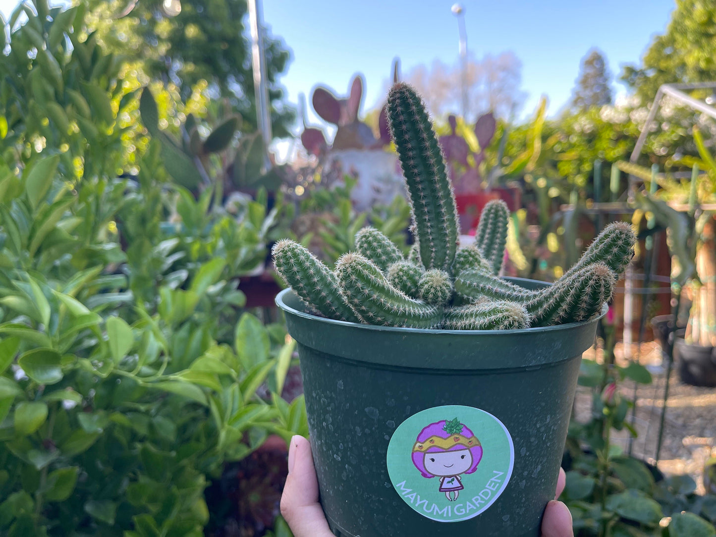 Chamaecereus silvestrii (Echinopsis chama) Peanut cactus in 6" pot, Live plant