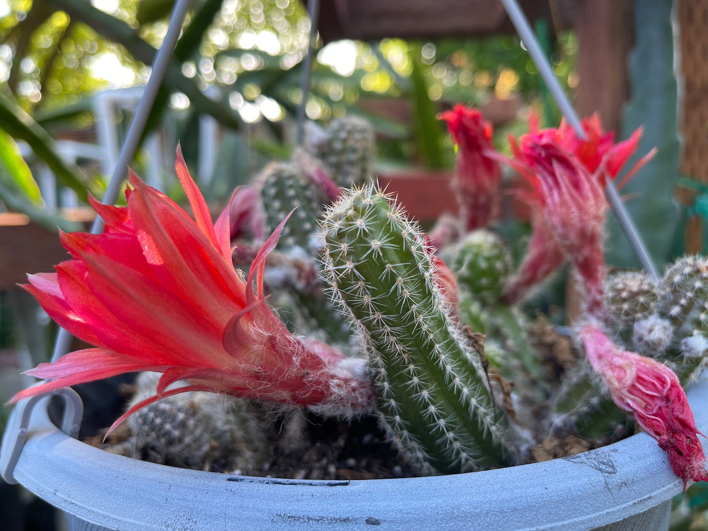 Chamaecereus silvestrii (Echinopsis chama) Peanut cactus in 6" pot, Live plant