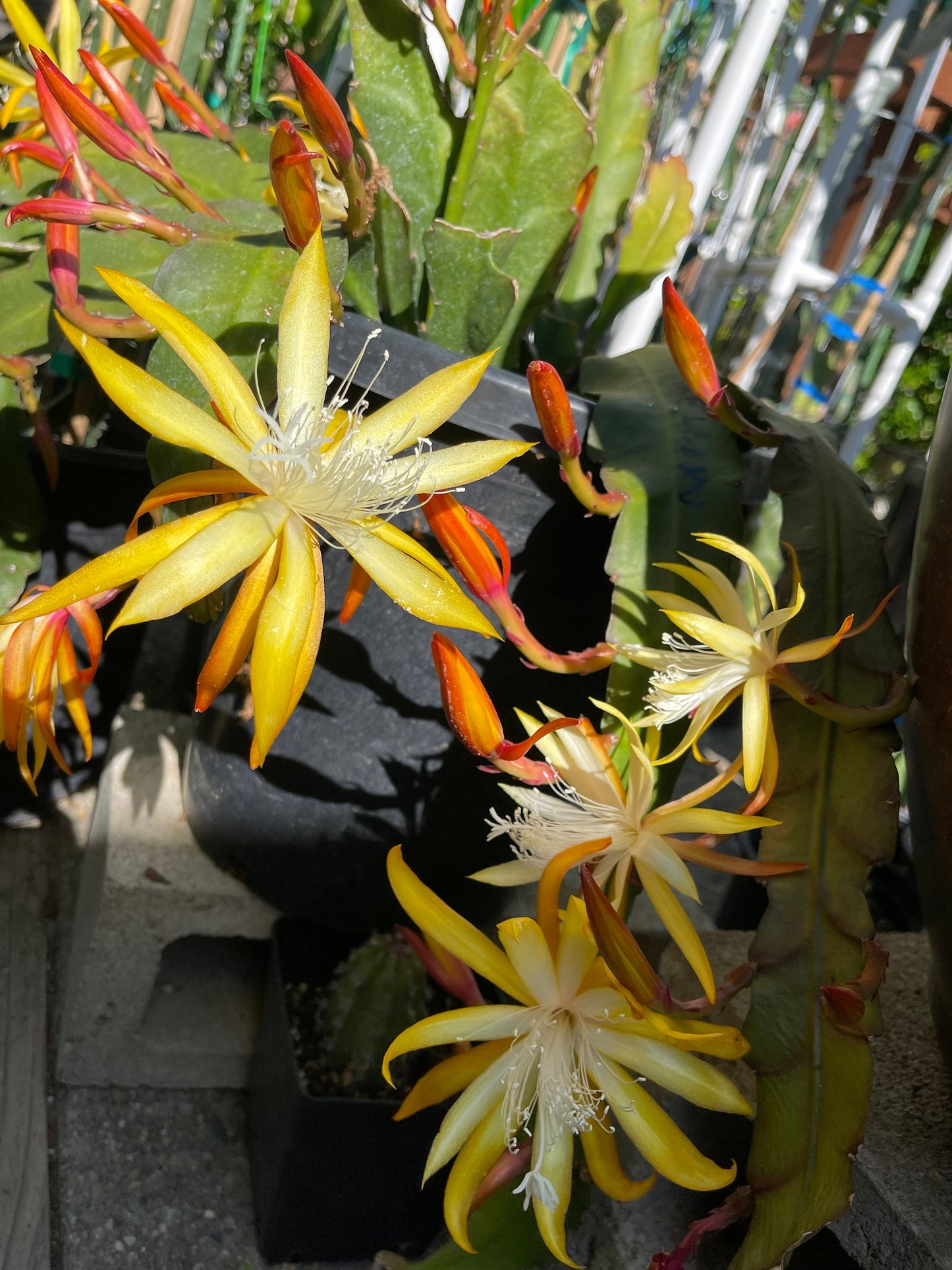 Queen of the night epiphyllum (yellow) cutting 10-12"