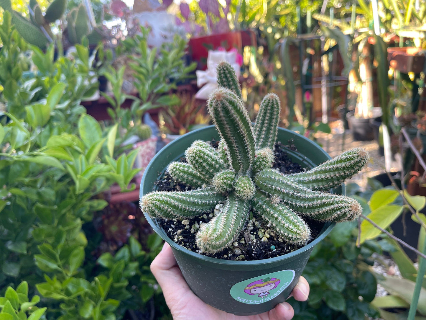 Chamaecereus silvestrii (Echinopsis chama) Peanut cactus in 6" pot, Live plant