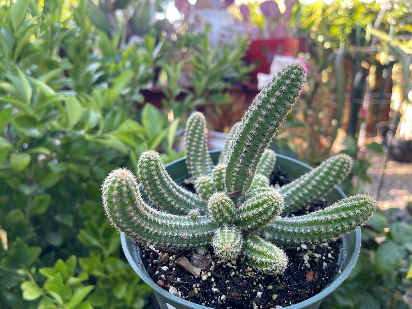 Chamaecereus silvestrii (Echinopsis chama) Peanut cactus in 6" pot, Live plant