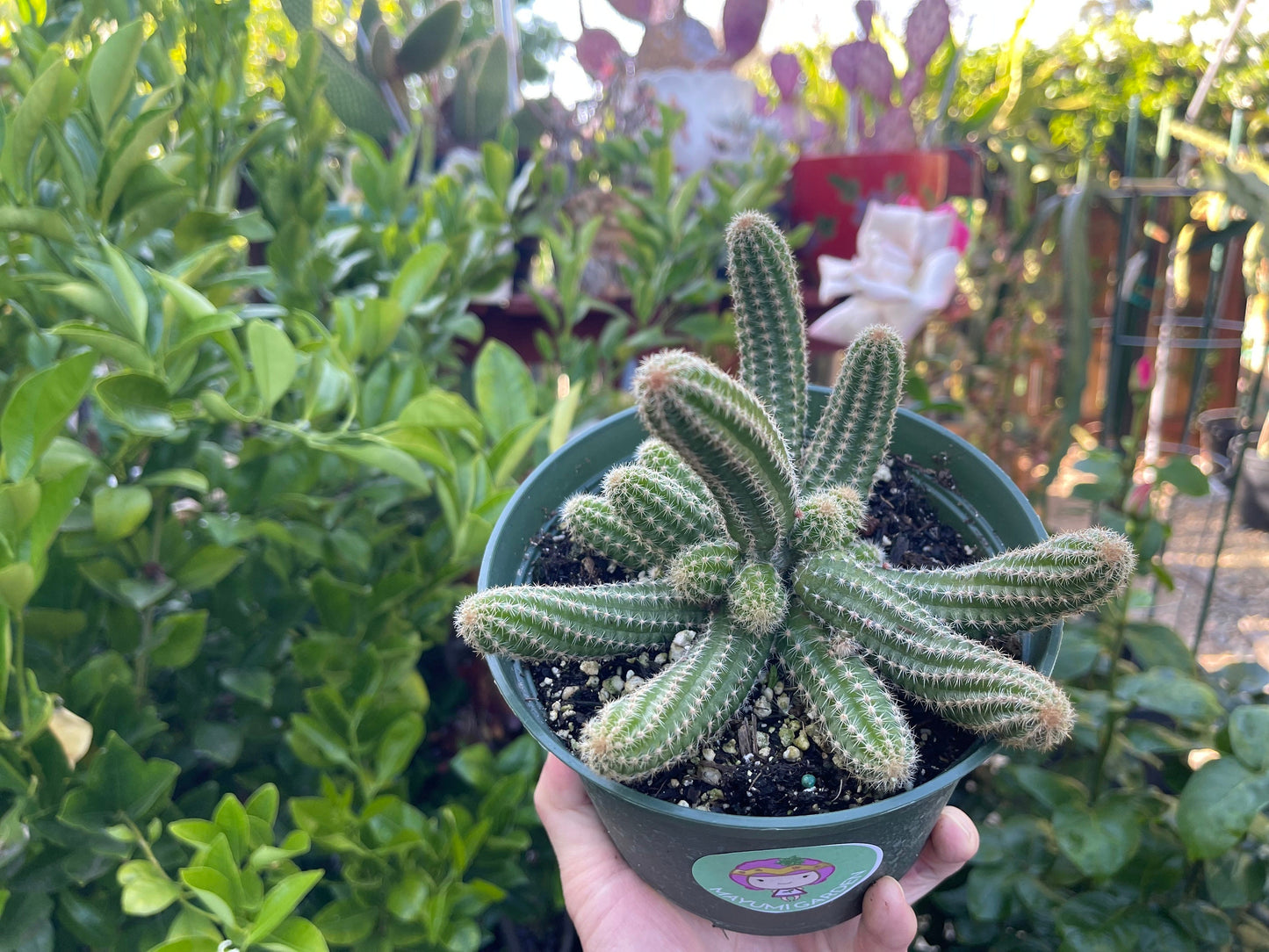 Chamaecereus silvestrii (Echinopsis chama) Peanut cactus in 6" pot, Live plant