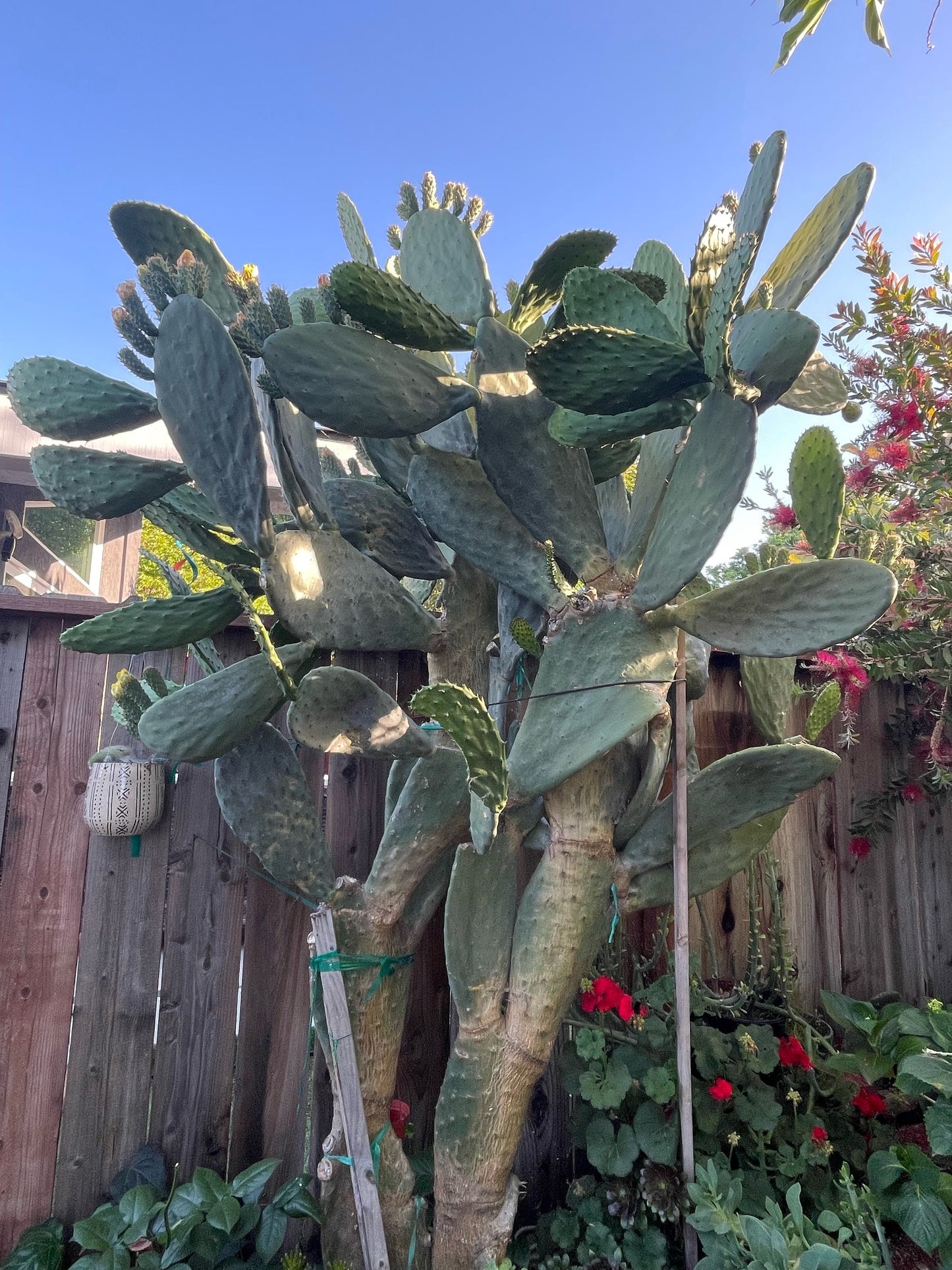 Opuntia ficus indica prickly pear cactus, Spineless/Barbary Fig, pad cutting