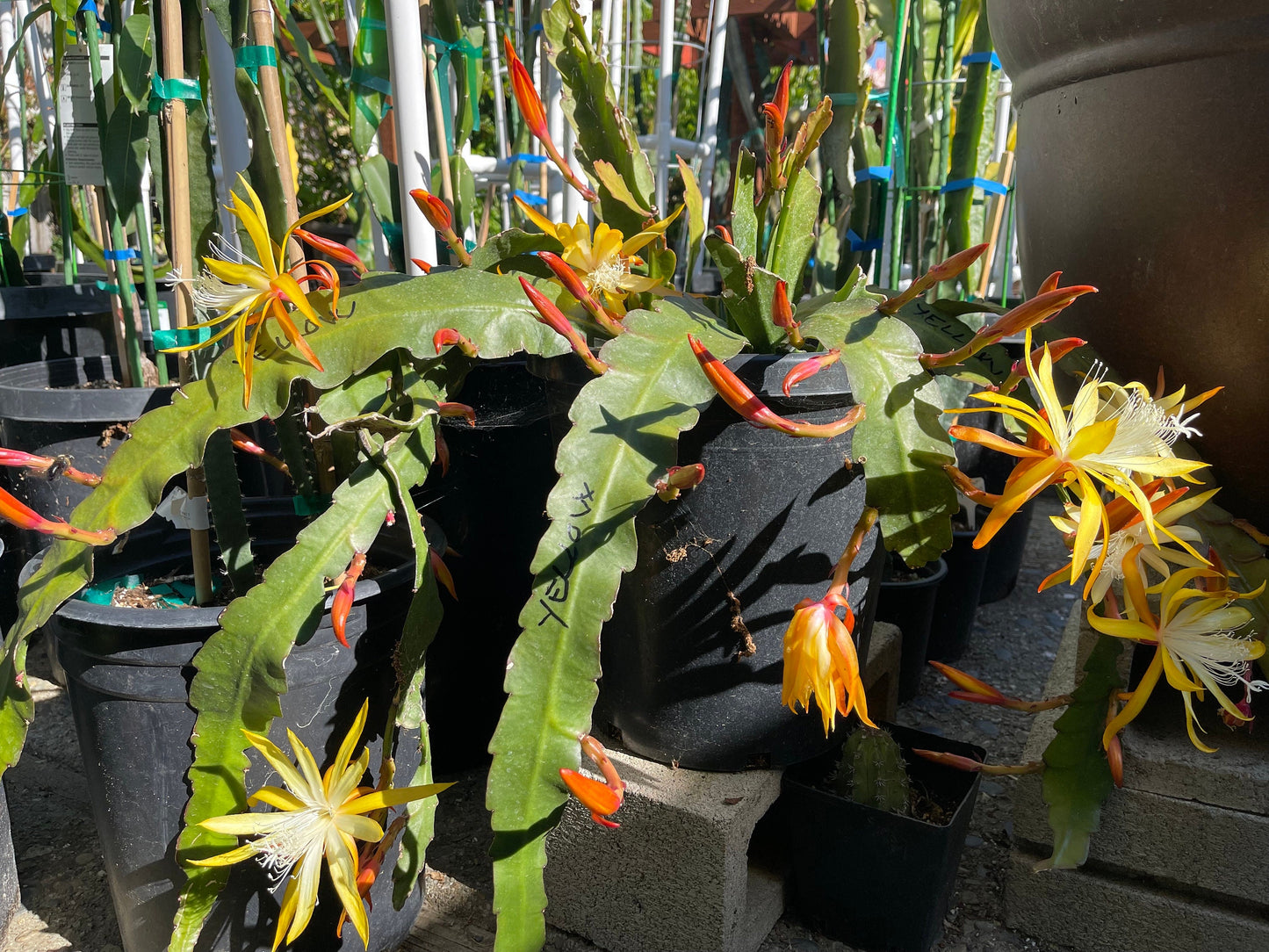 Queen of the night epiphyllum (yellow) cutting 10-12"