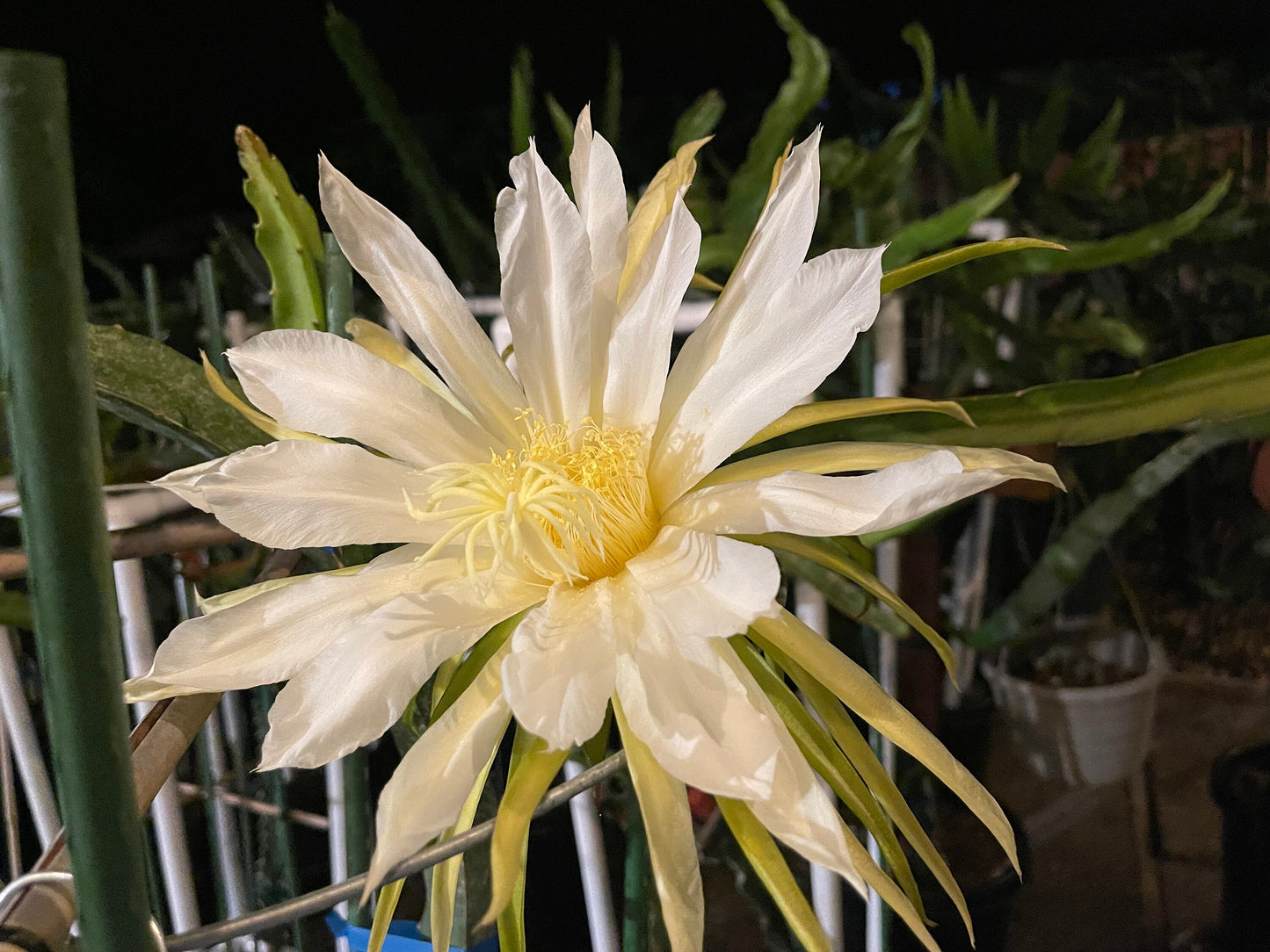 Connie Gee (Don Burnett hybrid) dragon fruit cuttings (12" or longer)