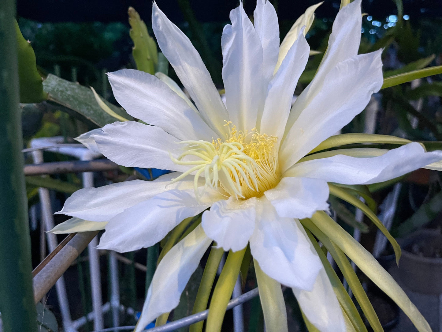 Connie Gee (Don Burnett hybrid) dragon fruit cuttings (12" or longer)