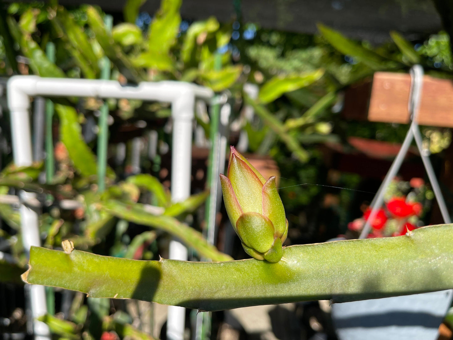 Connie Gee (Don Burnett hybrid) dragon fruit cuttings (12" or longer)