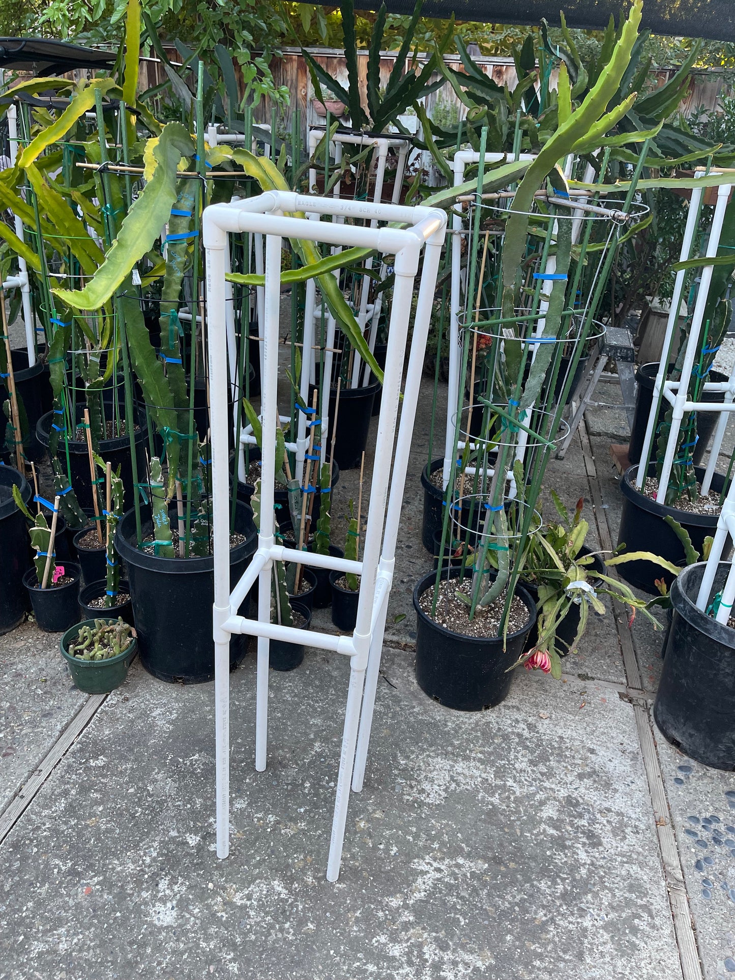 Dragon fruit PVC (Schedule 40) Trellis (54" tall) Long Lasting Light Weight Trellis