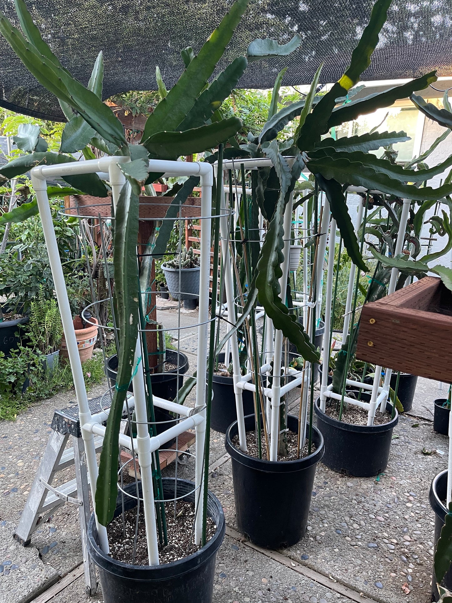 Dragon fruit PVC (Schedule 40) Trellis (54" tall) Long Lasting Light Weight Trellis