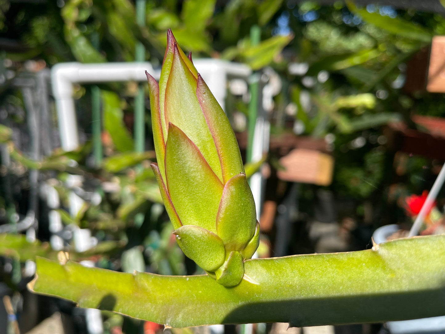 Connie Gee (Don Burnett hybrid) dragon fruit cuttings (12" or longer)