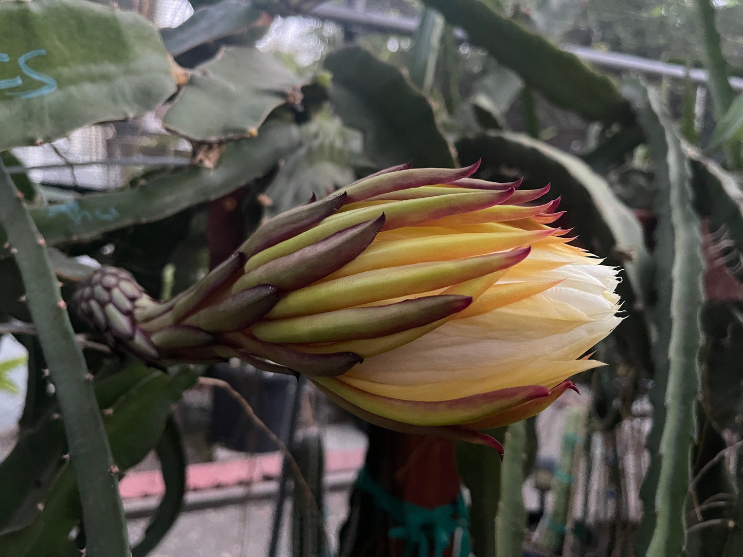 El Grullo Dragon Fruit cuttings 12"