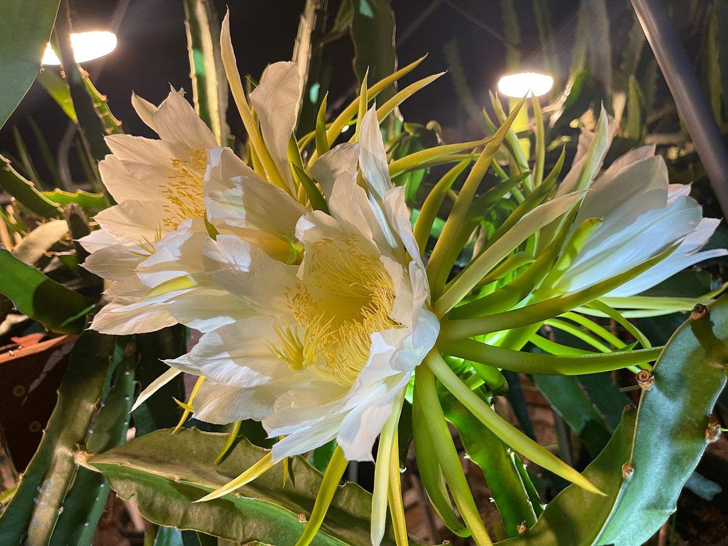 Apollo Gold (aka Apollo Yellow) dragon fruit live plants & cuttings