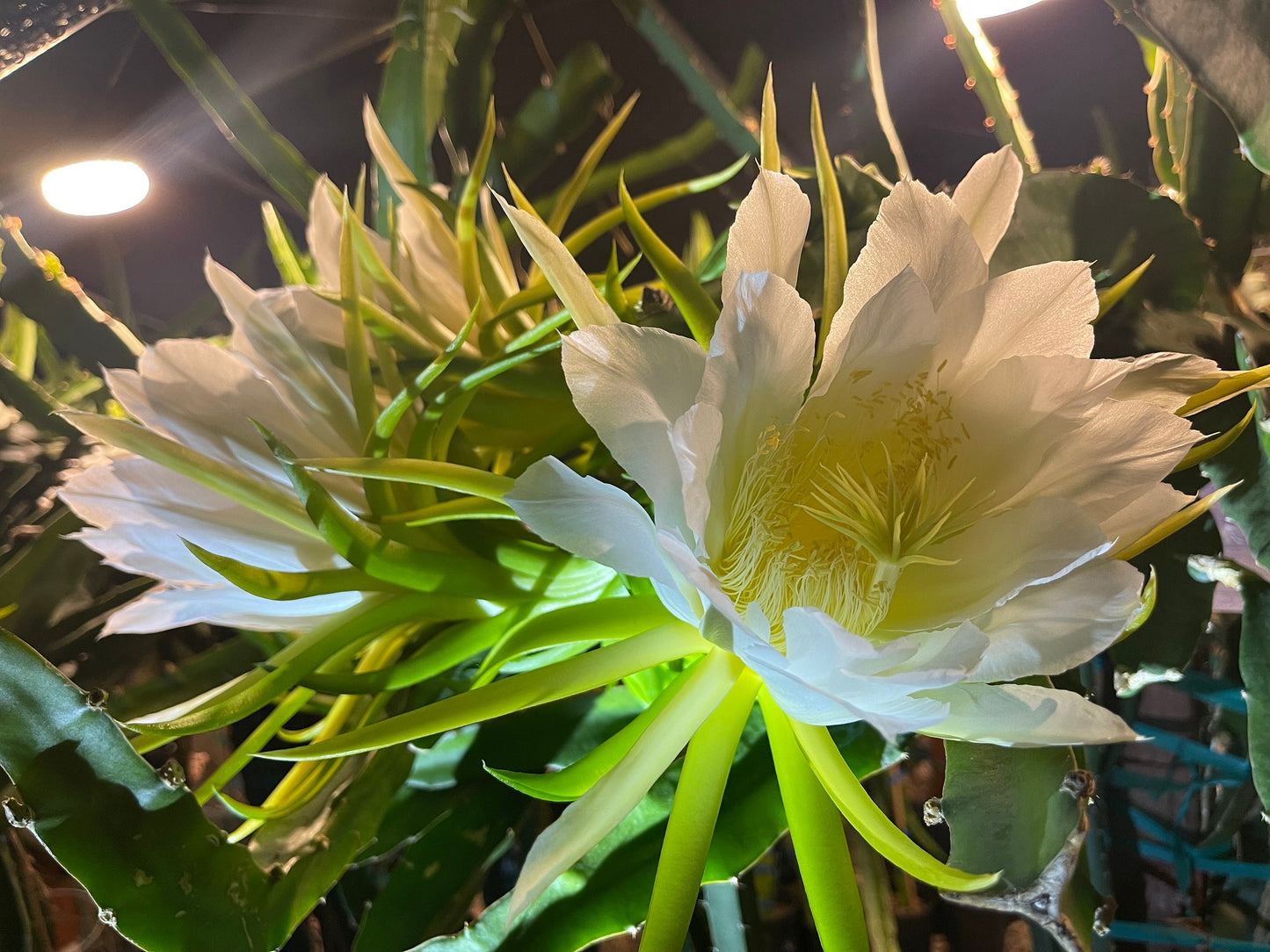 Apollo Gold (aka Apollo Yellow) dragon fruit live plants & cuttings