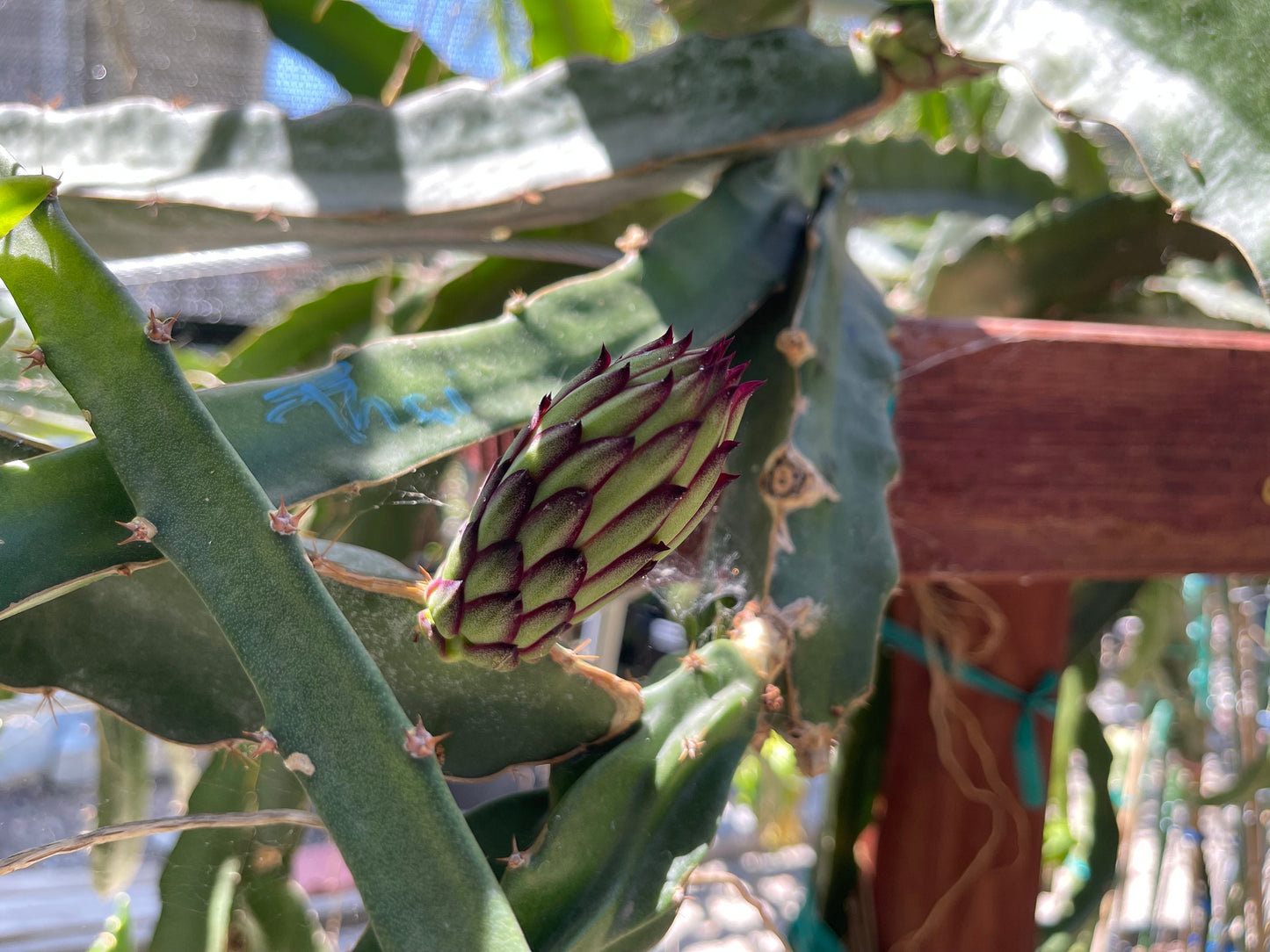 El Grullo Dragon Fruit cuttings 12"