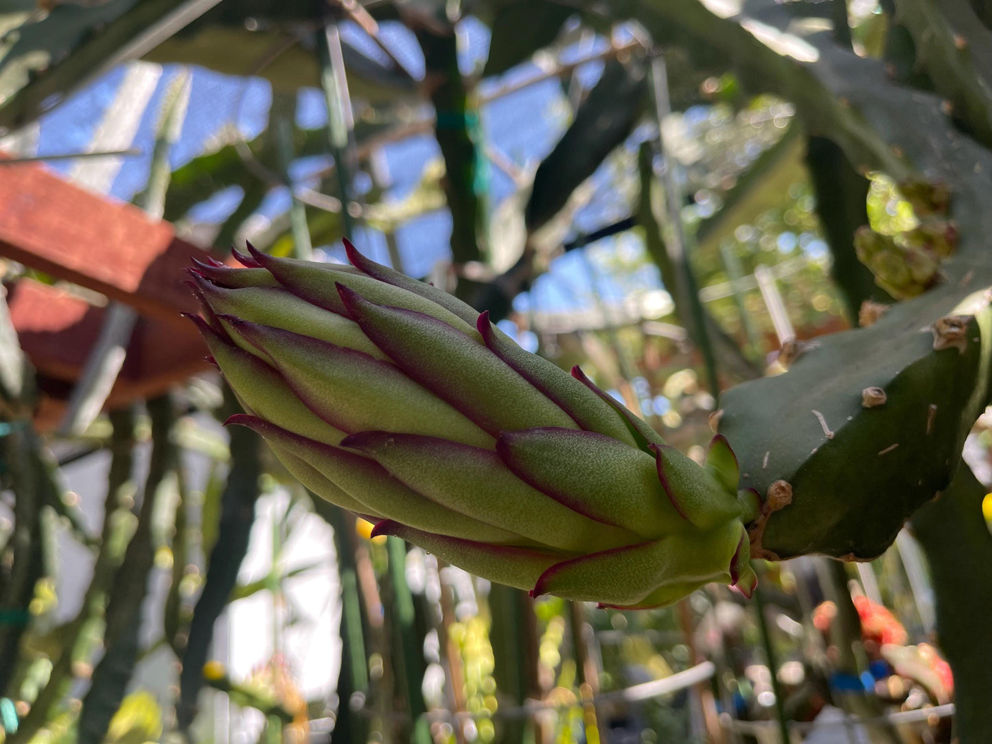 Asunta 5 Starburst Dragon Fruit live cuttings (TLM)