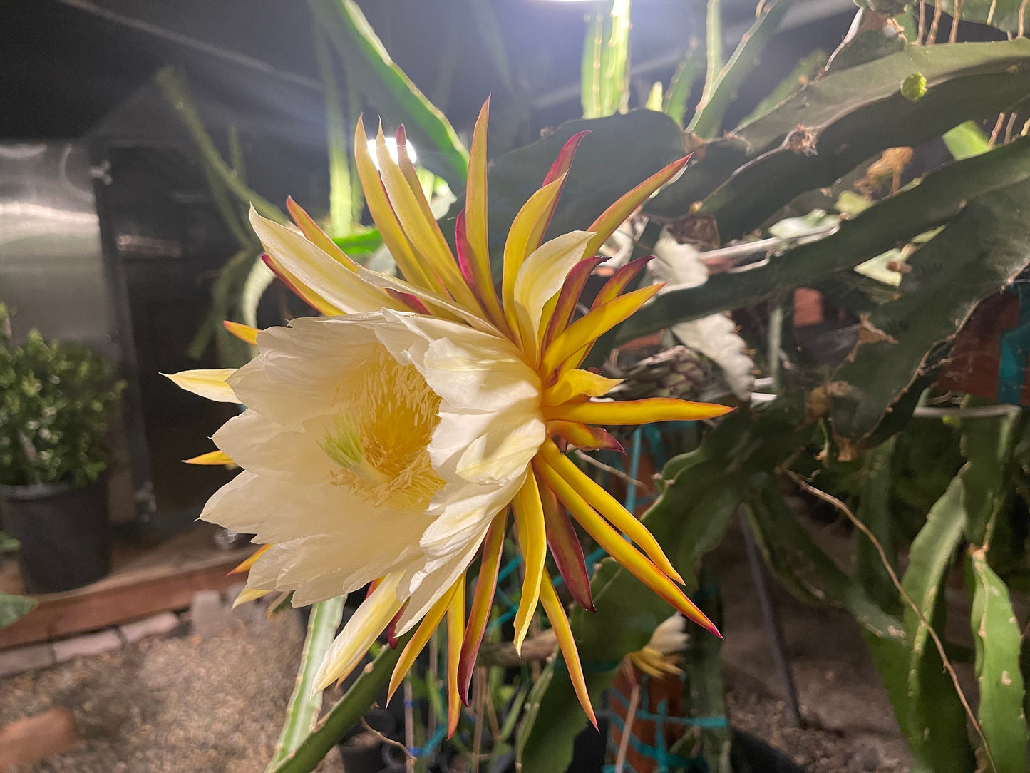El Grullo Dragon Fruit cuttings 12"