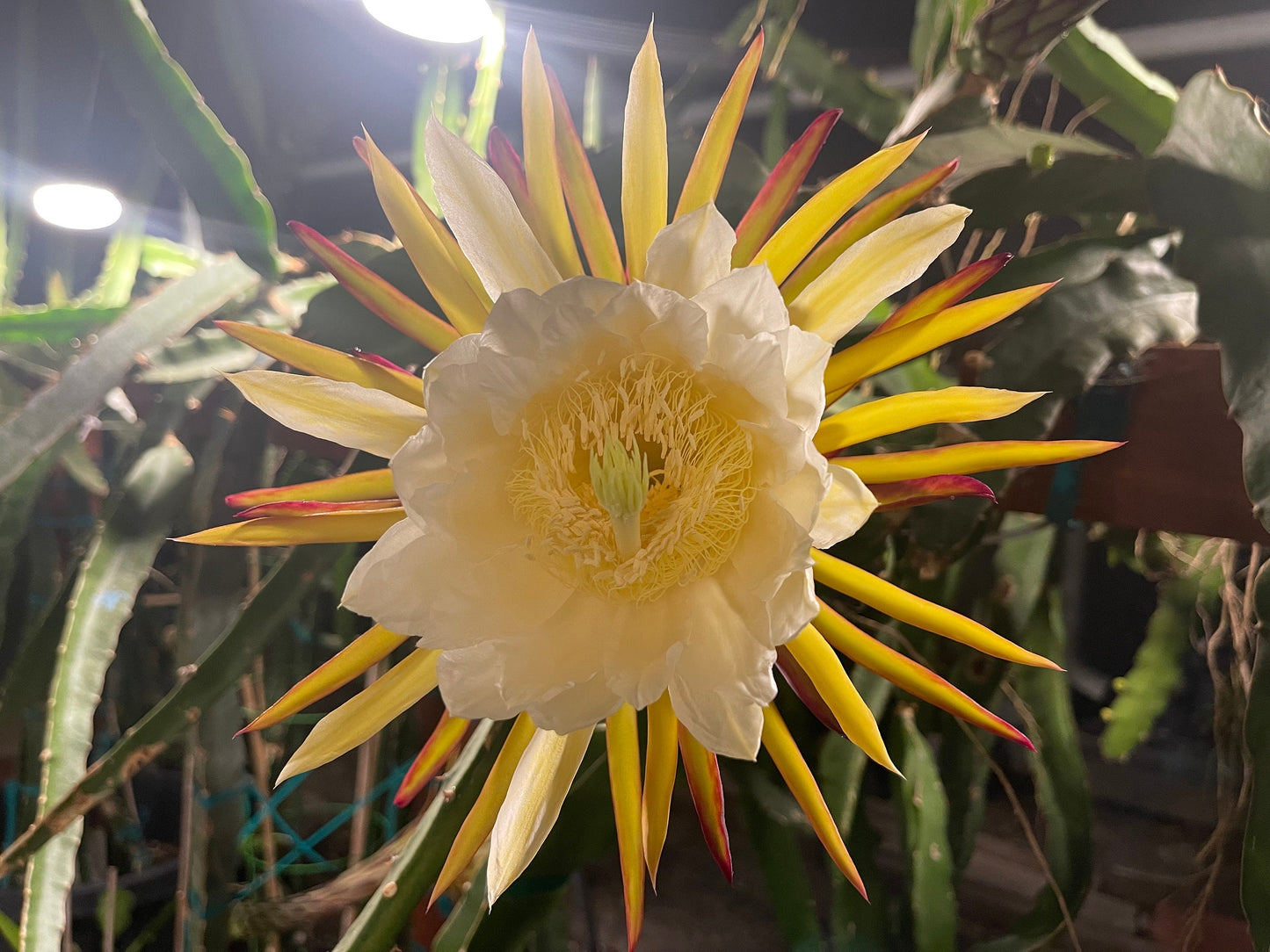 El Grullo Dragon Fruit cuttings 12"