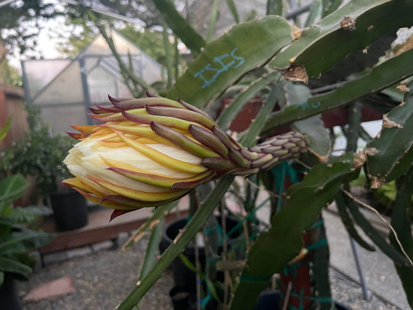 El Grullo Dragon Fruit cuttings 12"