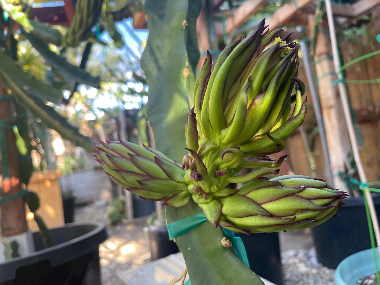 Asunta 5 Starburst Dragon Fruit live cuttings (TLM)