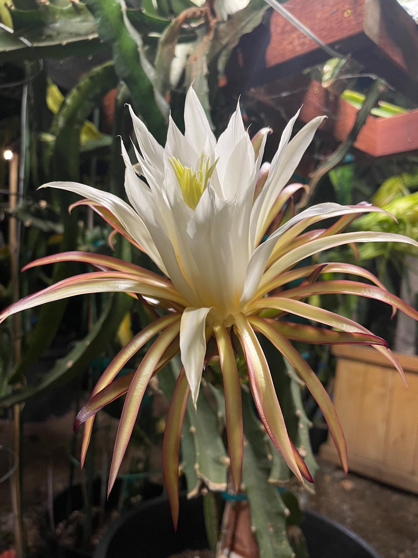 Asunta 5 Starburst Dragon Fruit live cuttings (TLM)