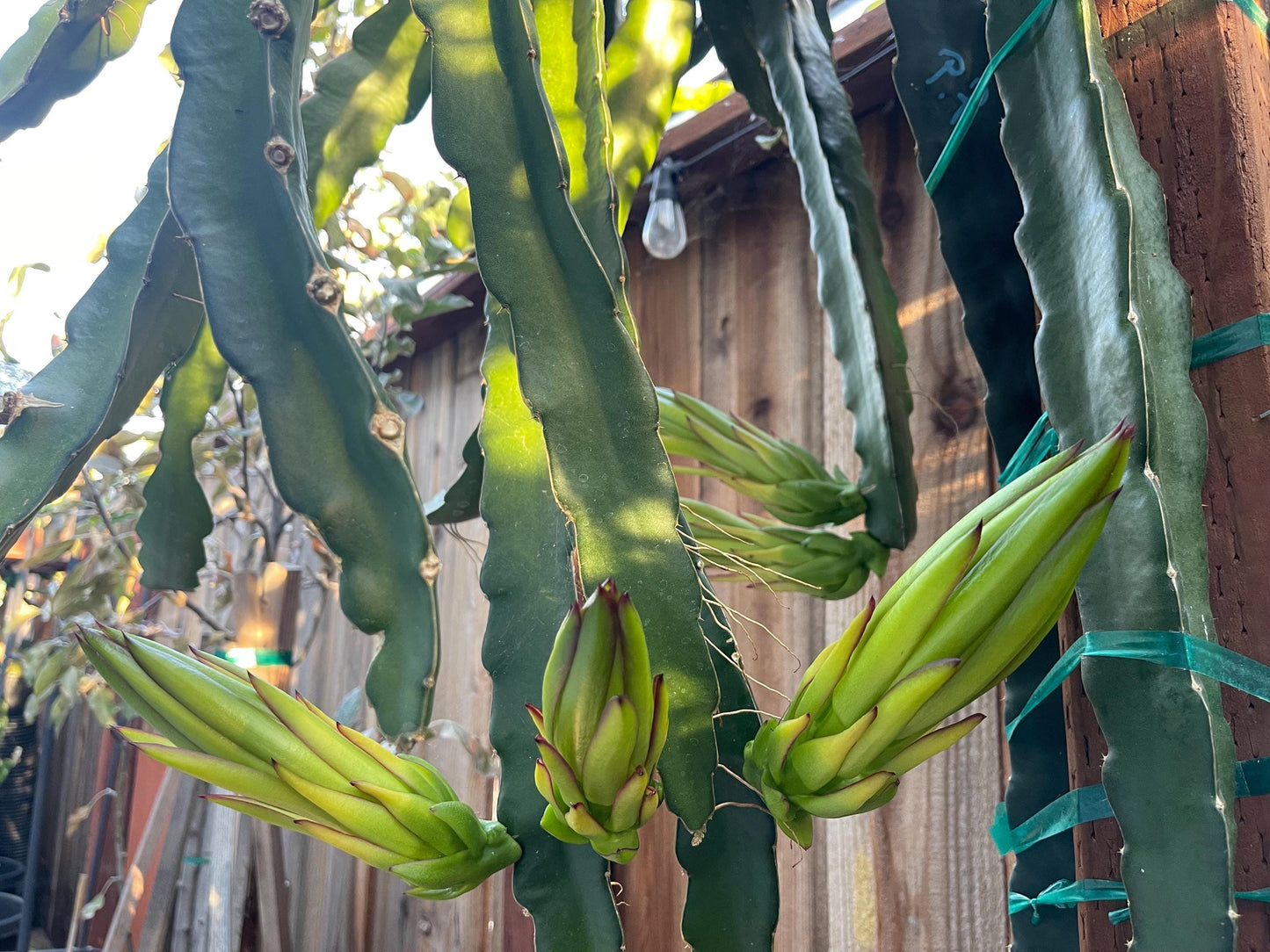 White Saphire Dragon Fruit live cutting 12"