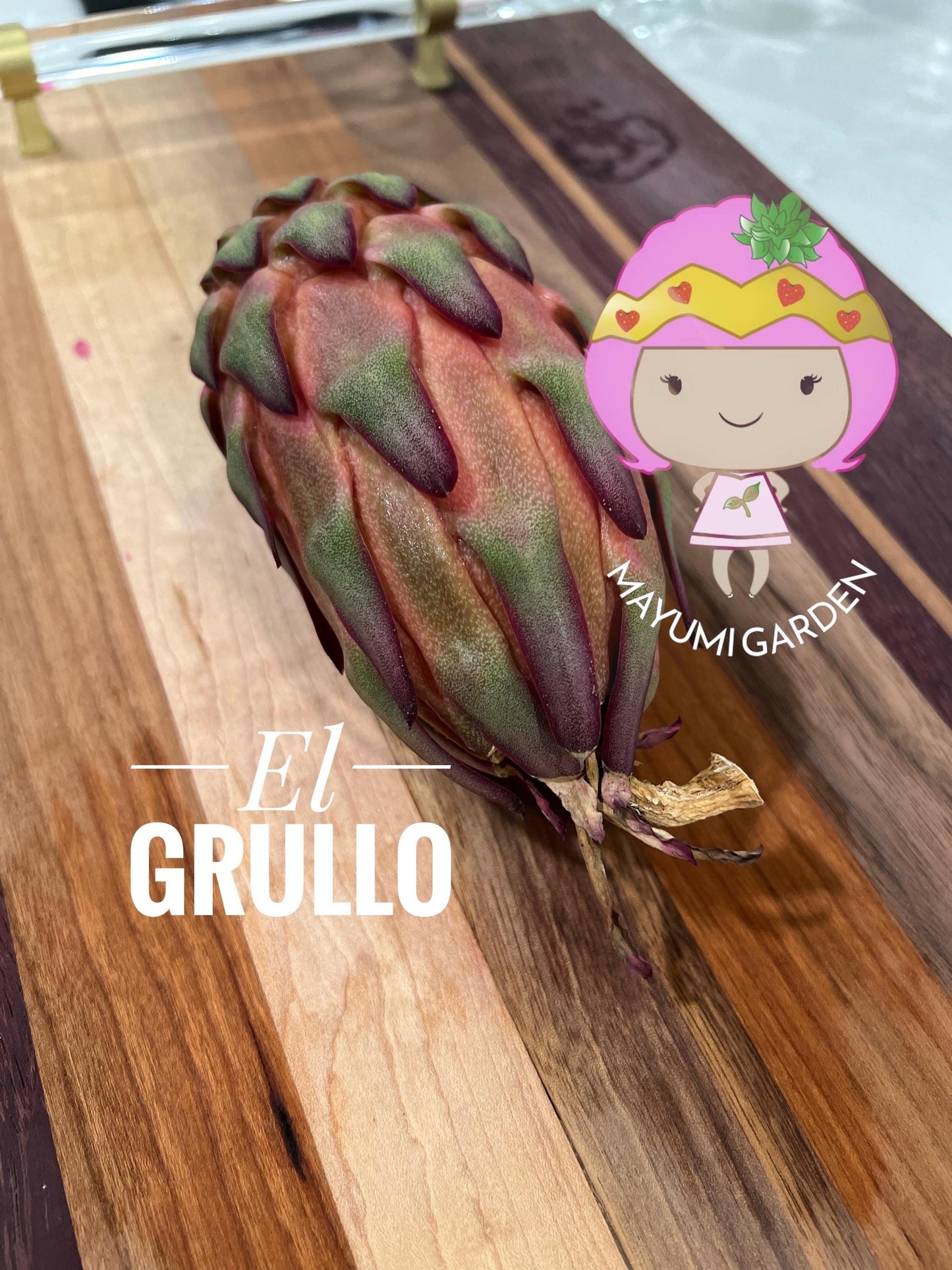El Grullo Dragon Fruit cuttings 12"